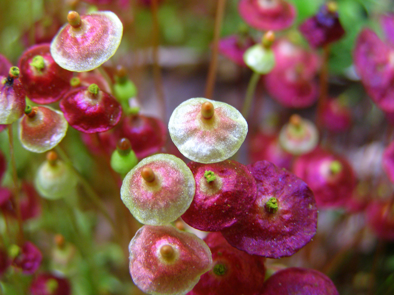 Splachnum rubrum
